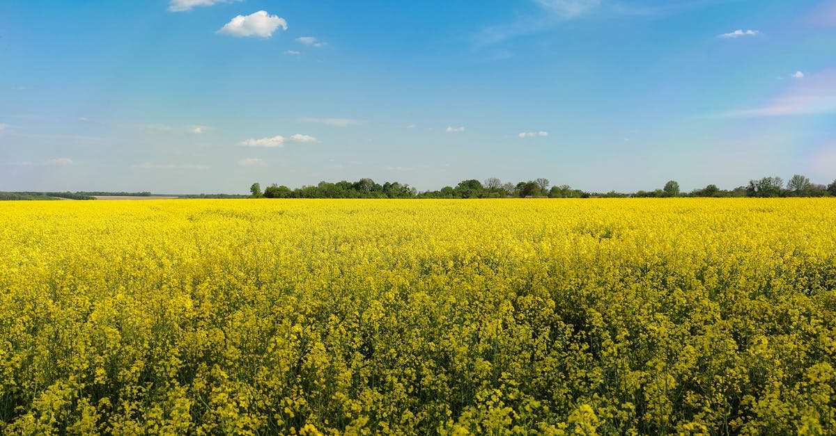Why does rapeseed oil turn sticky but coconut oil doesn't? - Yellow Flower Field Under Blue Sky Why does rapeseed oil turn sticky but coconut oil doesn't? - Yellow Flower Field Under Blue Sky