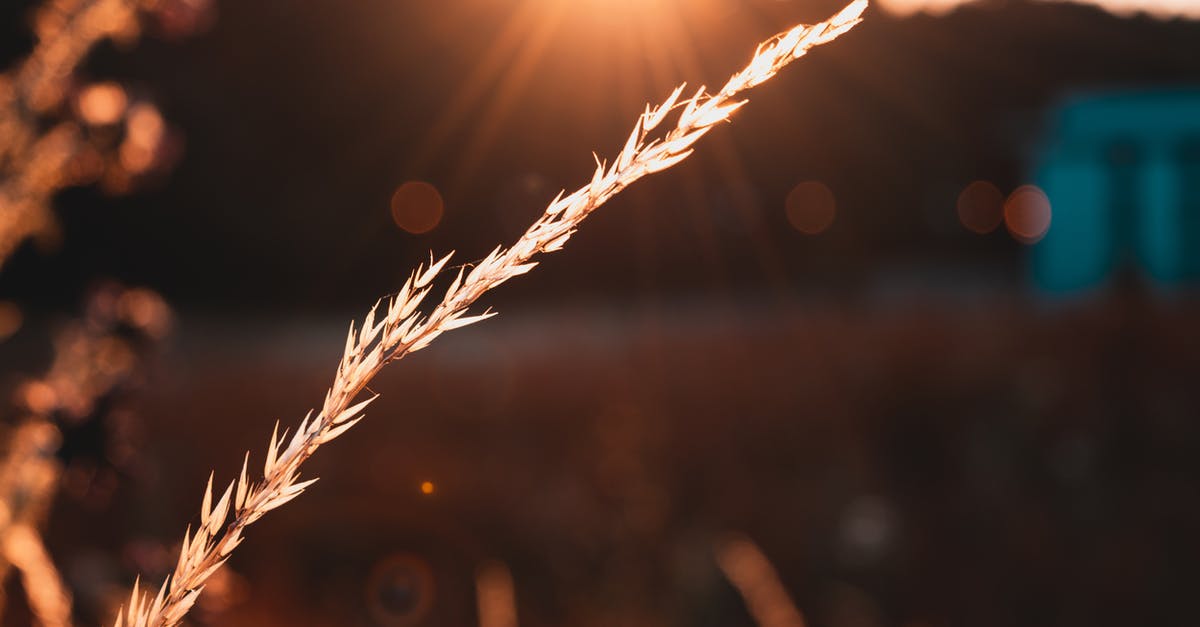Why does rice flour or cornstarch produce crispier crusts than wheat flour? - Selective Focus Photography of Grain Why does rice flour or cornstarch produce crispier crusts than wheat flour? - Selective Focus Photography of Grain