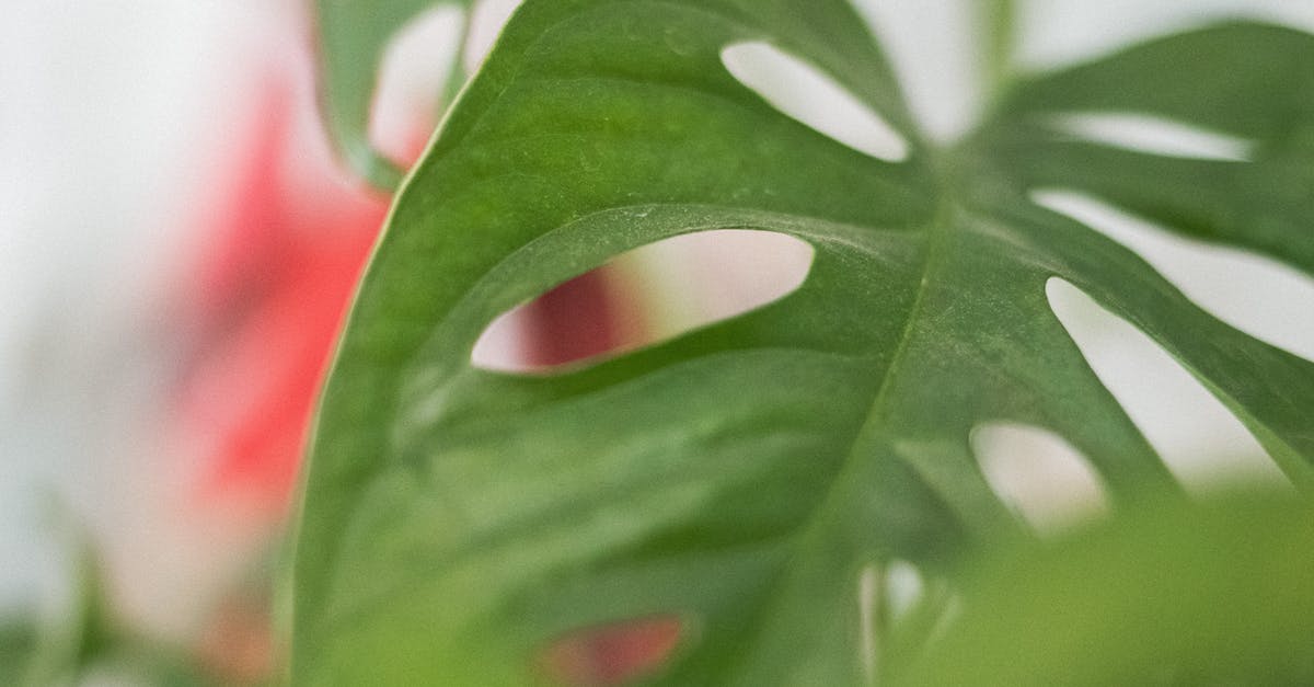 Why does Swiss Cheese have holes? - A Close-Up of a Swiss Cheese Plant Why does Swiss Cheese have holes? - A Close-Up of a Swiss Cheese Plant