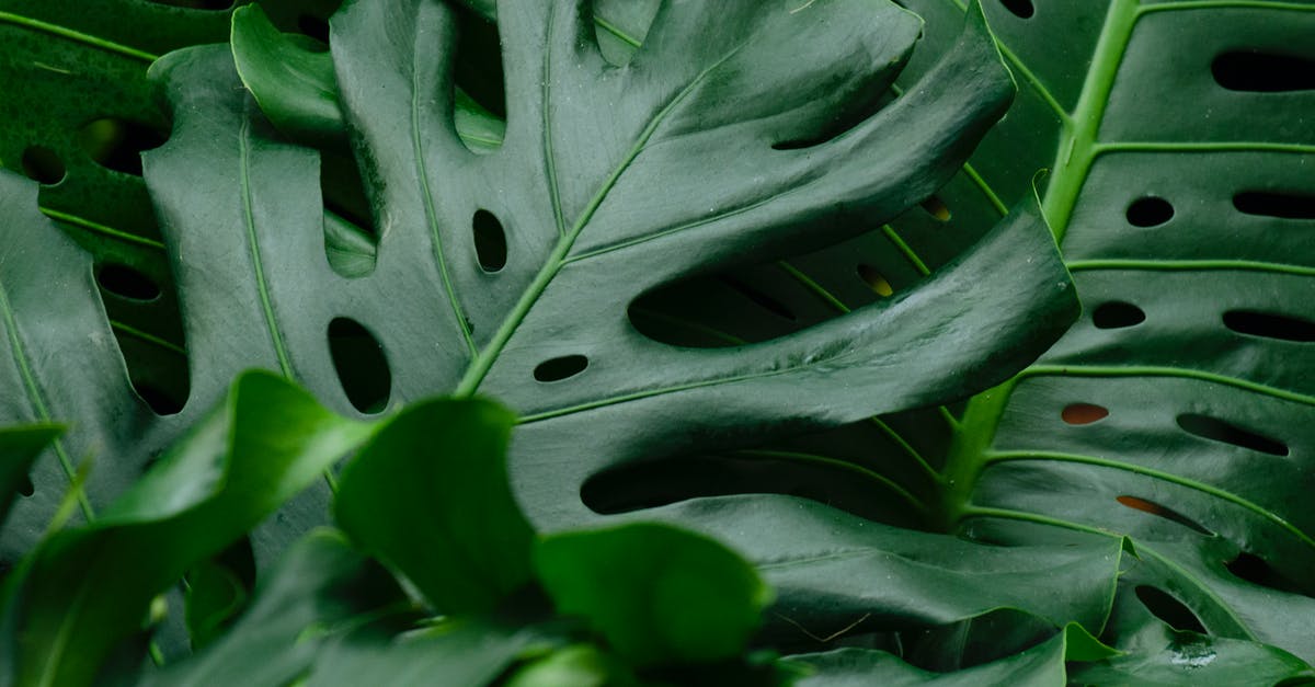 Why does Swiss Cheese have holes? - Close-Up Shot of Monstera Leaves Why does Swiss Cheese have holes? - Close-Up Shot of Monstera Leaves