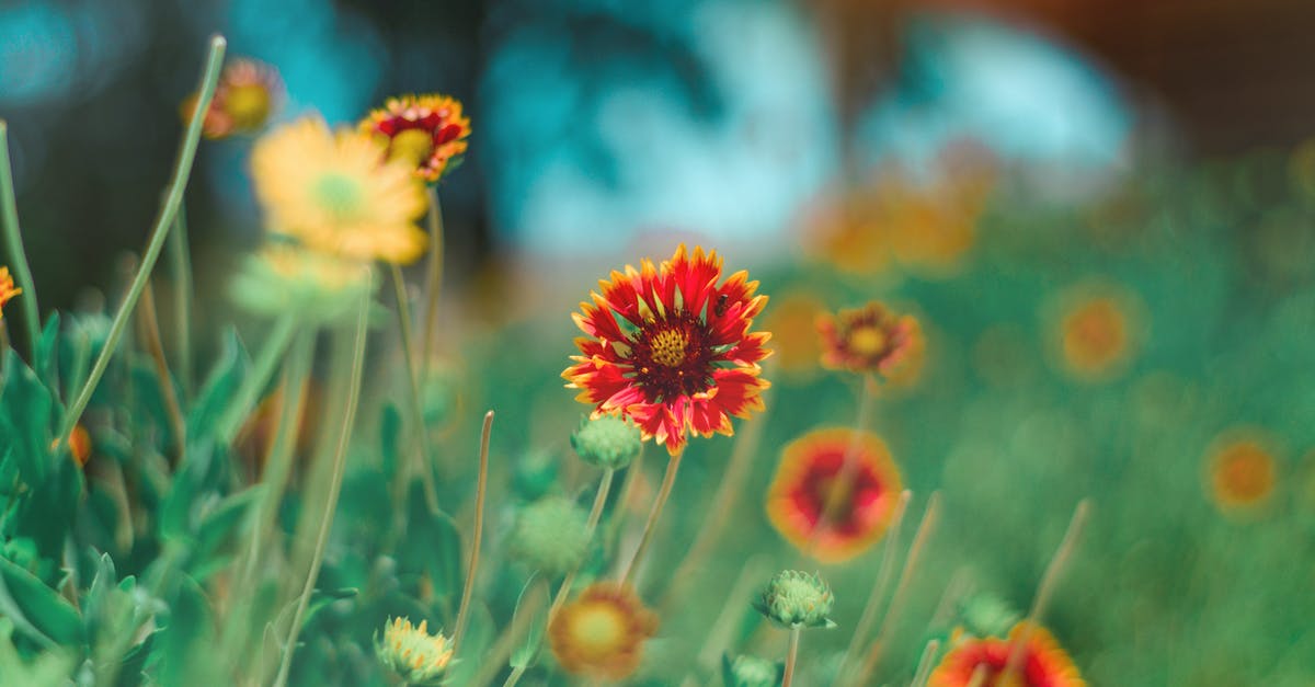 Why does this sunflower butter exude green liquid? - Selective Focus Photography of Red and Yellow Petaled Flower Why does this sunflower butter exude green liquid? - Selective Focus Photography of Red and Yellow Petaled Flower