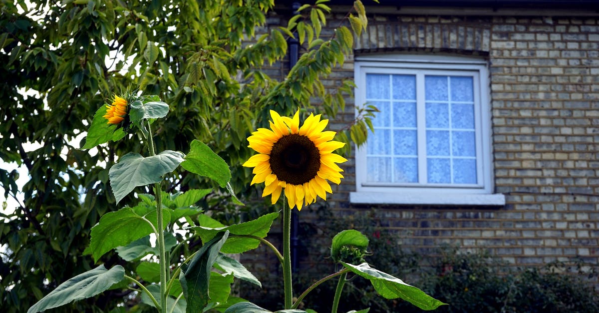 Why does this sunflower butter exude green liquid? - Yellow and Black Sunflower in Bloom Near Brown Bricked House Why does this sunflower butter exude green liquid? - Yellow and Black Sunflower in Bloom Near Brown Bricked House