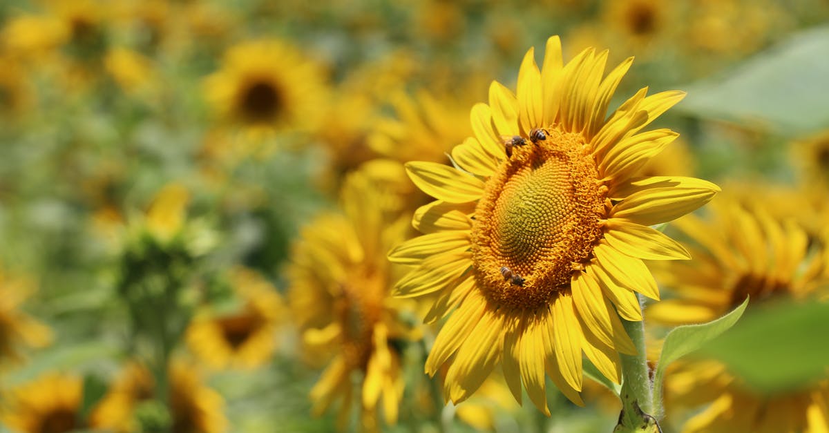 Why does this sunflower butter exude green liquid? - Selective Focus Photography of Yellow Sunflower Why does this sunflower butter exude green liquid? - Selective Focus Photography of Yellow Sunflower