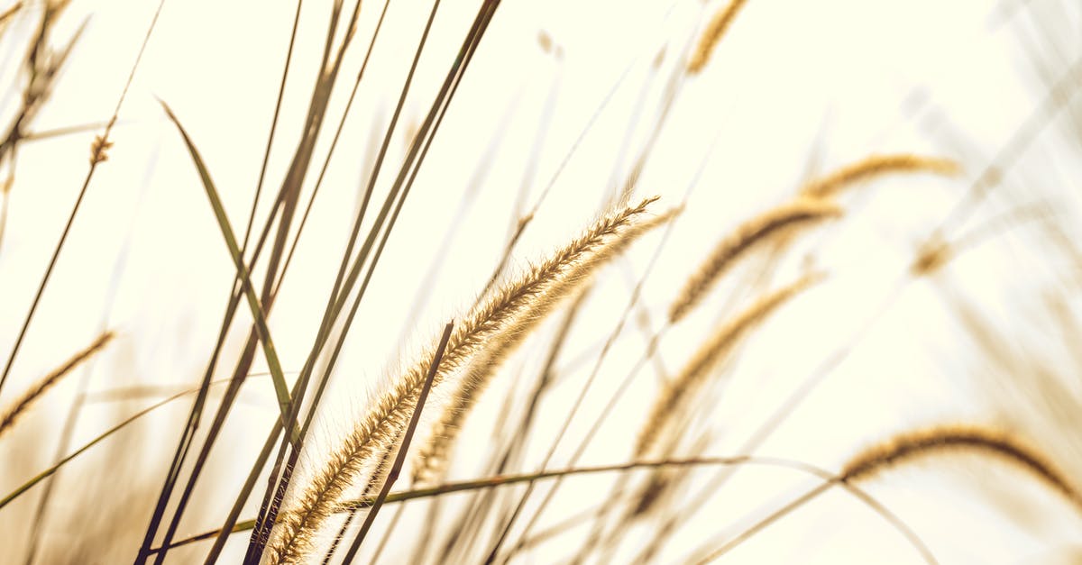Why don't dry bread crumbs spoil, when bread does? - Brown Fountain Grass Closeup Photography Why don't dry bread crumbs spoil, when bread does? - Brown Fountain Grass Closeup Photography