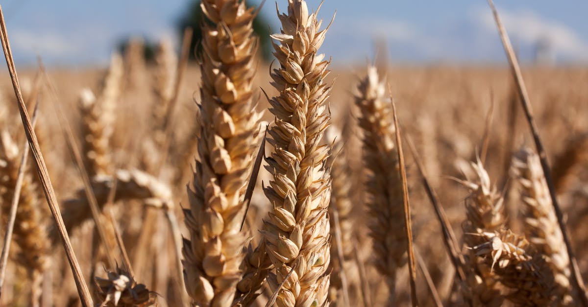 Why don't dry bread crumbs spoil, when bread does? - Brown Wheat Under Blue Sky Why don't dry bread crumbs spoil, when bread does? - Brown Wheat Under Blue Sky