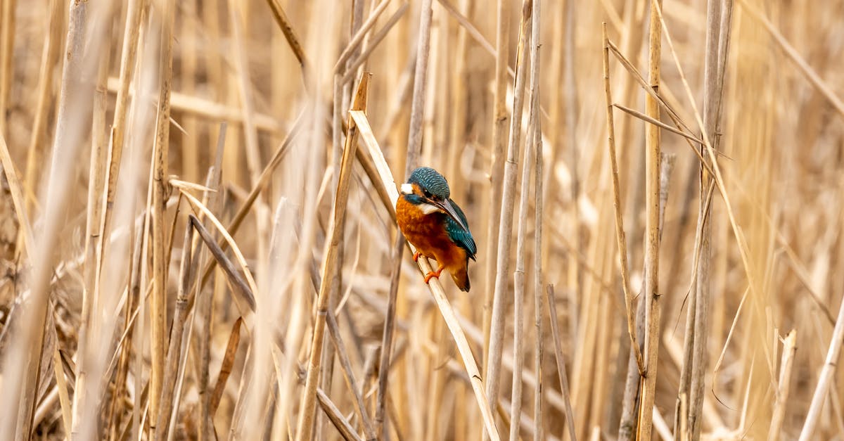 Why is 180 degrees C so common in recipes? - Bird Perched on Dry Reed Field Why is 180 degrees C so common in recipes? - Bird Perched on Dry Reed Field
