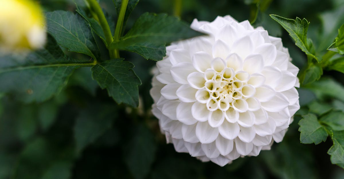 Why is a head of cabbage green, yet it appears white when chopped for cole slaw? - White Cluster Flower Why is a head of cabbage green, yet it appears white when chopped for cole slaw? - White Cluster Flower