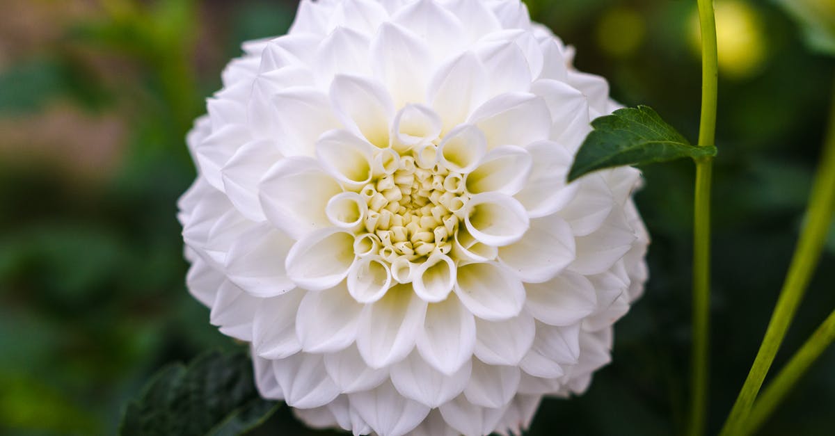 Why is a head of cabbage green, yet it appears white when chopped for cole slaw? - White Ball Dahlia Closeup Photography Why is a head of cabbage green, yet it appears white when chopped for cole slaw? - White Ball Dahlia Closeup Photography