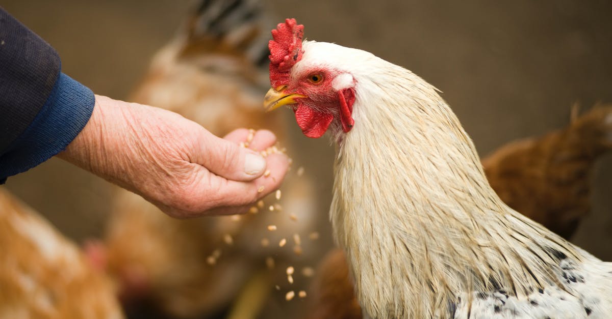 Why is expired frozen chicken safe to eat? - Person Feeding White Chicken Outdoor Why is expired frozen chicken safe to eat? - Person Feeding White Chicken Outdoor