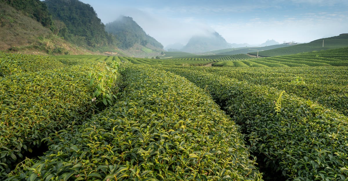 Why is my green tea brown? - Green Plantation Why is my green tea brown? - Green Plantation