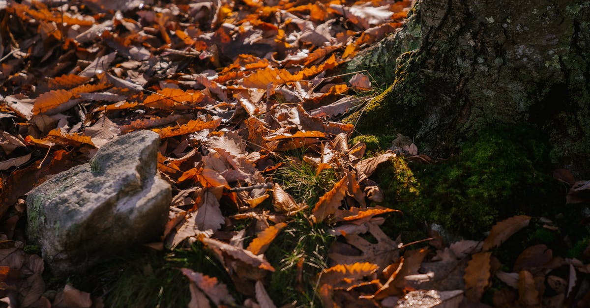 Why is my sassafrass root bark tea always so bitter? - Mossy tree trunk on ground covered with fallen leaves in autumn forest Why is my sassafrass root bark tea always so bitter? - Mossy tree trunk on ground covered with fallen leaves in autumn forest