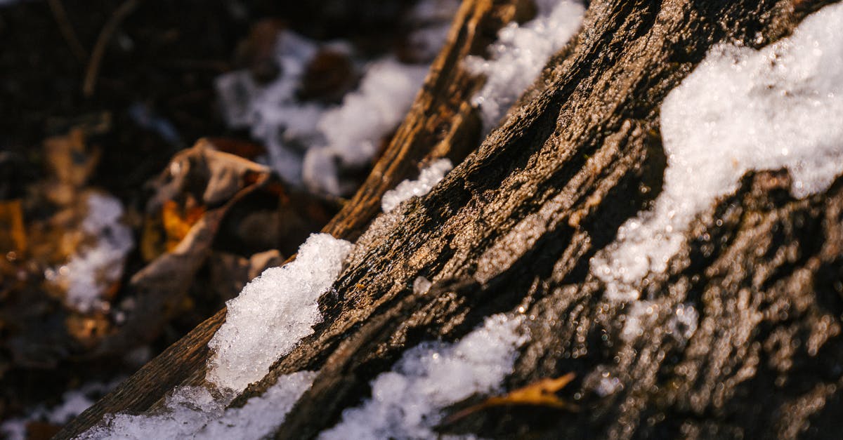 Why is my sassafrass root bark tea always so bitter? - Trunk of tree under snow in forest Why is my sassafrass root bark tea always so bitter? - Trunk of tree under snow in forest