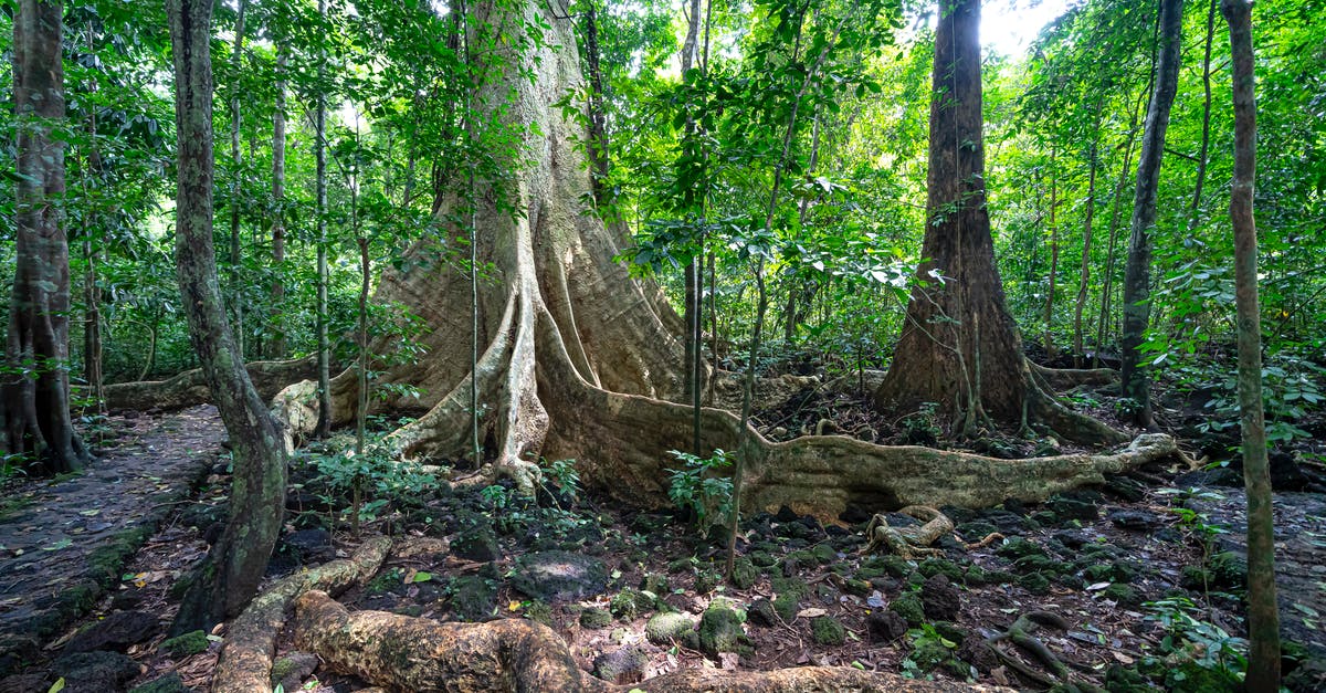 Why is my sassafrass root bark tea always so bitter? - Tall trees with big roots in forest Why is my sassafrass root bark tea always so bitter? - Tall trees with big roots in forest