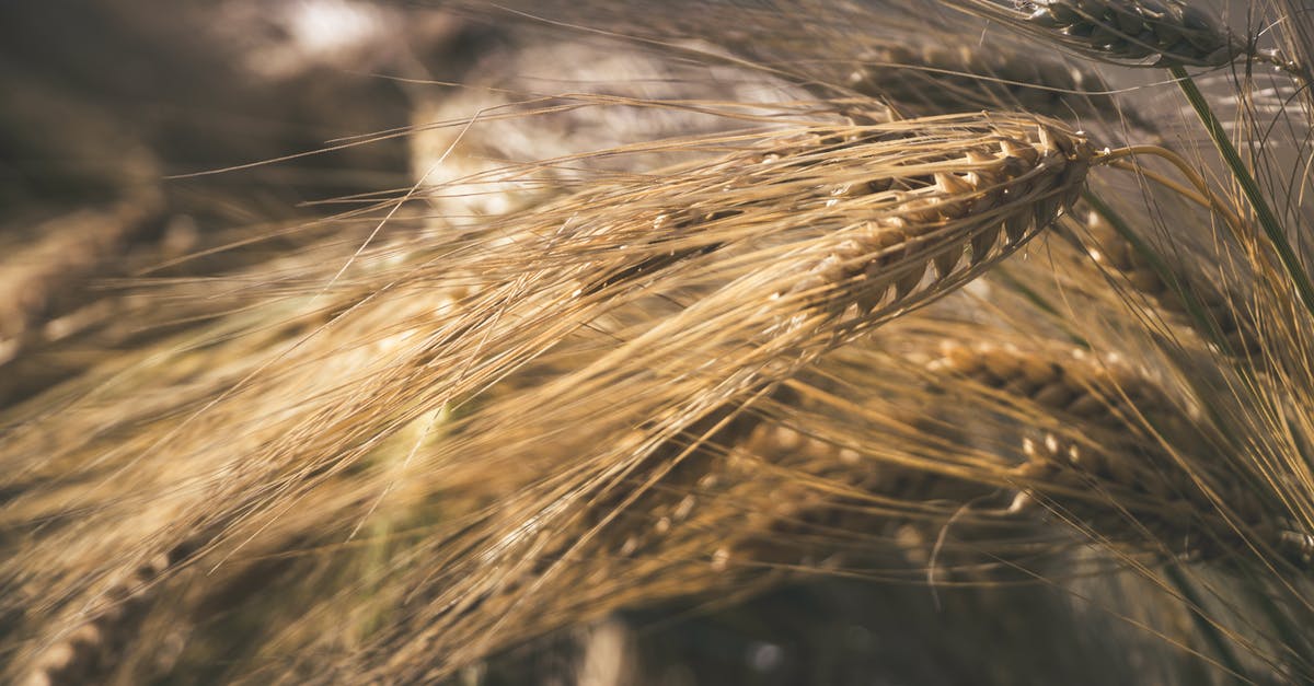 Why is there malted barley flour in all purpose flour? - Wheat Field Why is there malted barley flour in all purpose flour? - Wheat Field