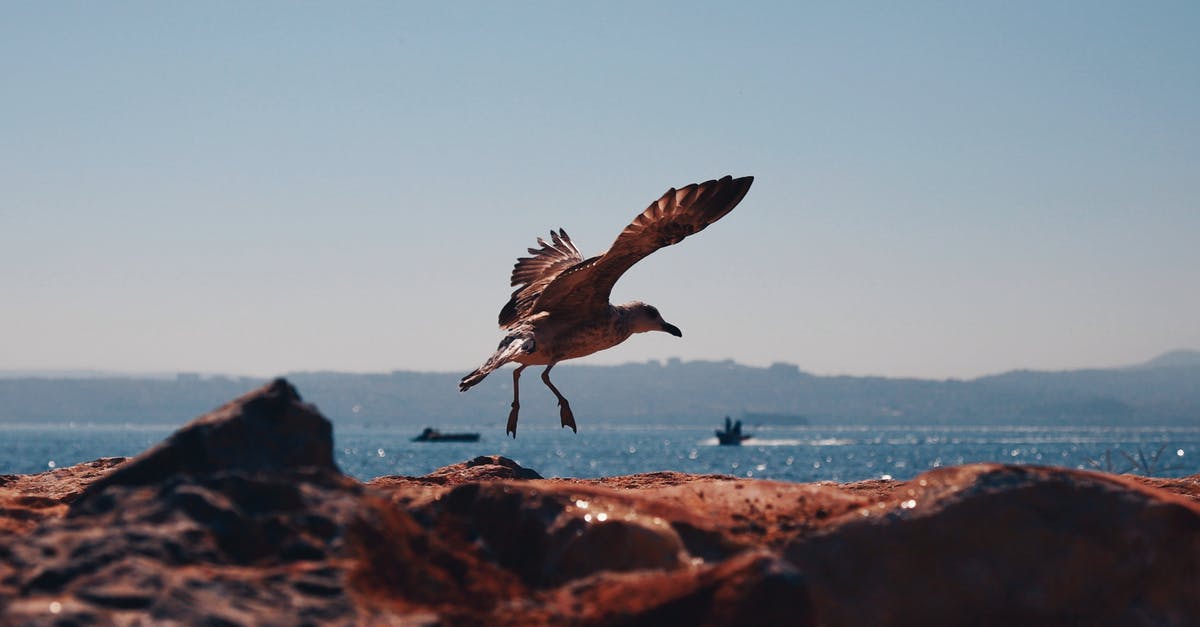 Why is this Surume Ika (Japanese Flying Squid) discolored? (Ingredient for Ika Somen.) - Brown Bird on Brown Sand Why is this Surume Ika (Japanese Flying Squid) discolored? (Ingredient for Ika Somen.) - Brown Bird on Brown Sand