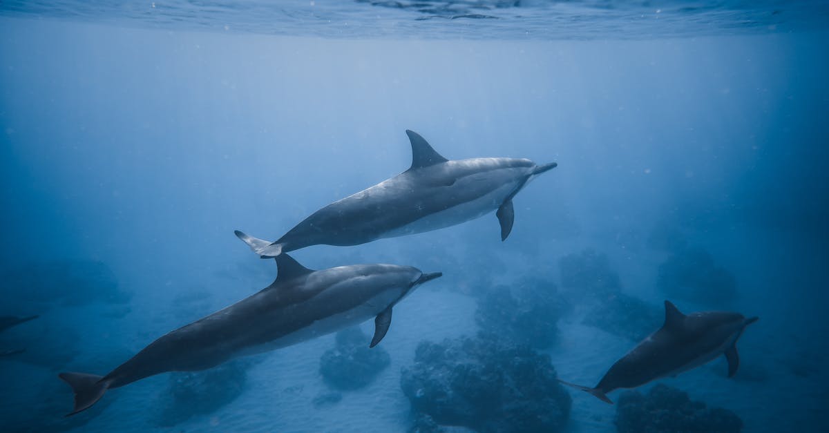 why might the pineapple on the bottom of the pineapple-upside-down-cake float into the batter? - Swimming dolphins near coral reef