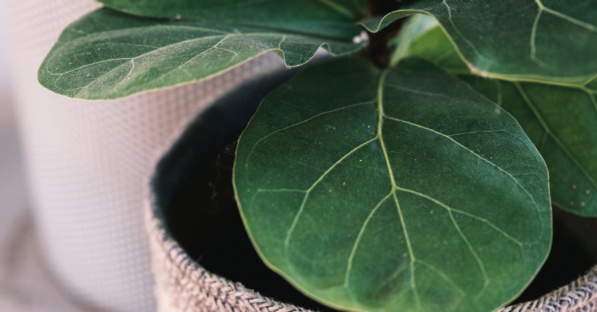 Why not cover the pot? - Close up of fiddle leaf fig with veins on leaves growing in pot with knitted cover in light room on blurred background Why not cover the pot? - Close up of fiddle leaf fig with veins on leaves growing in pot with knitted cover in light room on blurred background