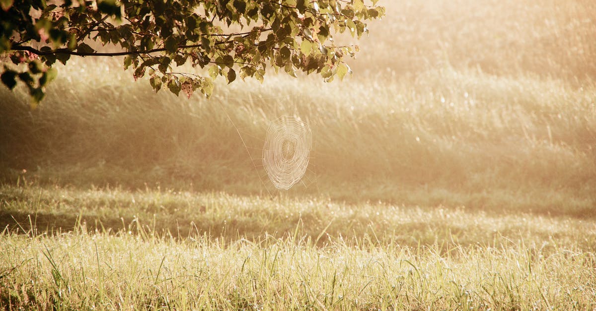 Why should dried mushrooms be soaked in warm water? - Cobweb on tree branch against grassland background in autumn sunrise Why should dried mushrooms be soaked in warm water? - Cobweb on tree branch against grassland background in autumn sunrise