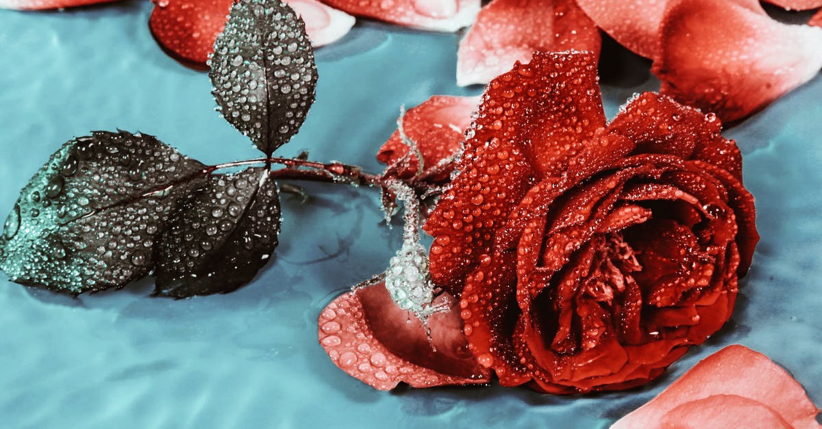 Why skim "scum" from the surface of a simmering stock? - Tender rose covered with drops of dew Why skim "scum" from the surface of a simmering stock? - Tender rose covered with drops of dew