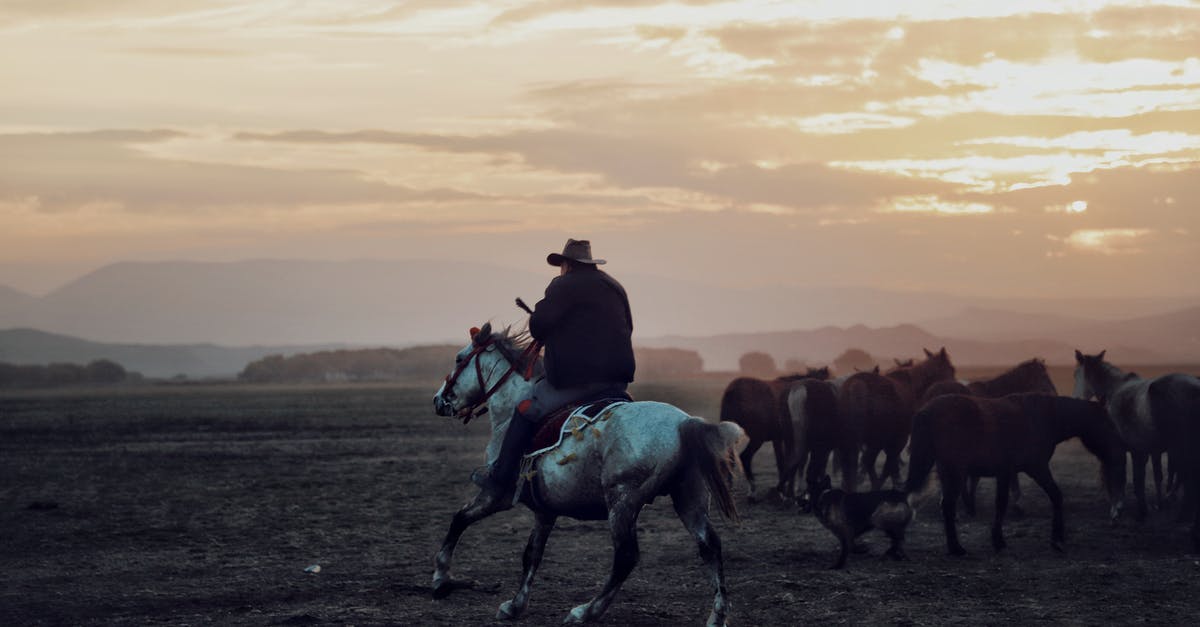 Why stud an onion? - Cowboy in hat riding horse while grazing herd of equines in vast valley under cloudy sunset sky in countryside Why stud an onion? - Cowboy in hat riding horse while grazing herd of equines in vast valley under cloudy sunset sky in countryside