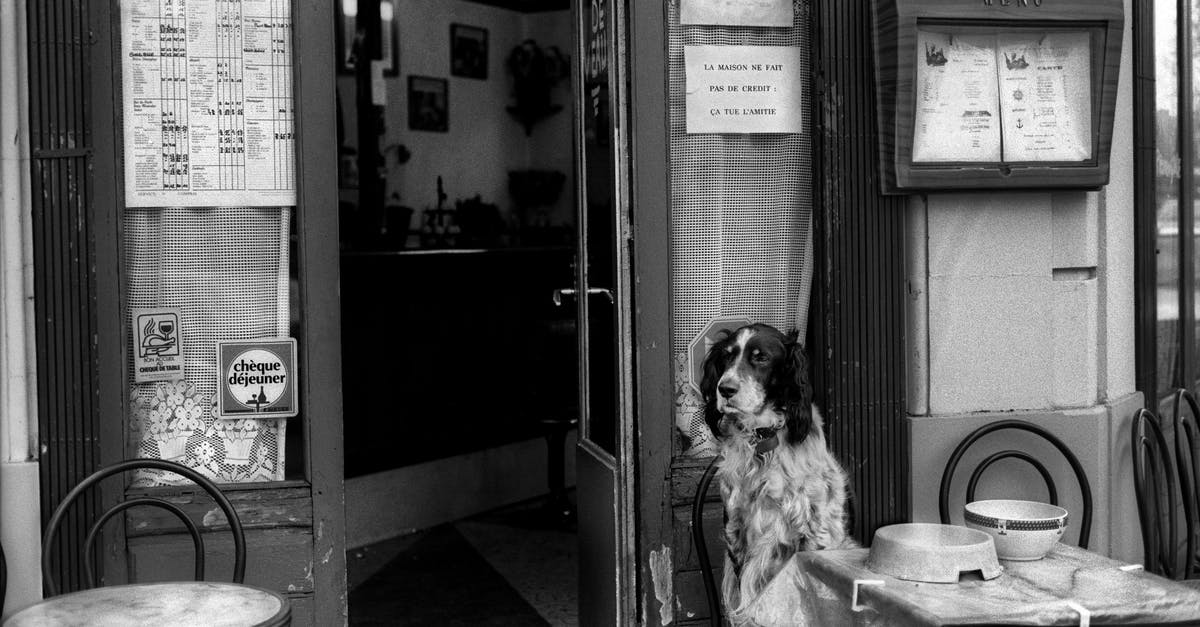 Why wait for some hours before filling any food into a new freezer? - Dog sitting at table in cafe