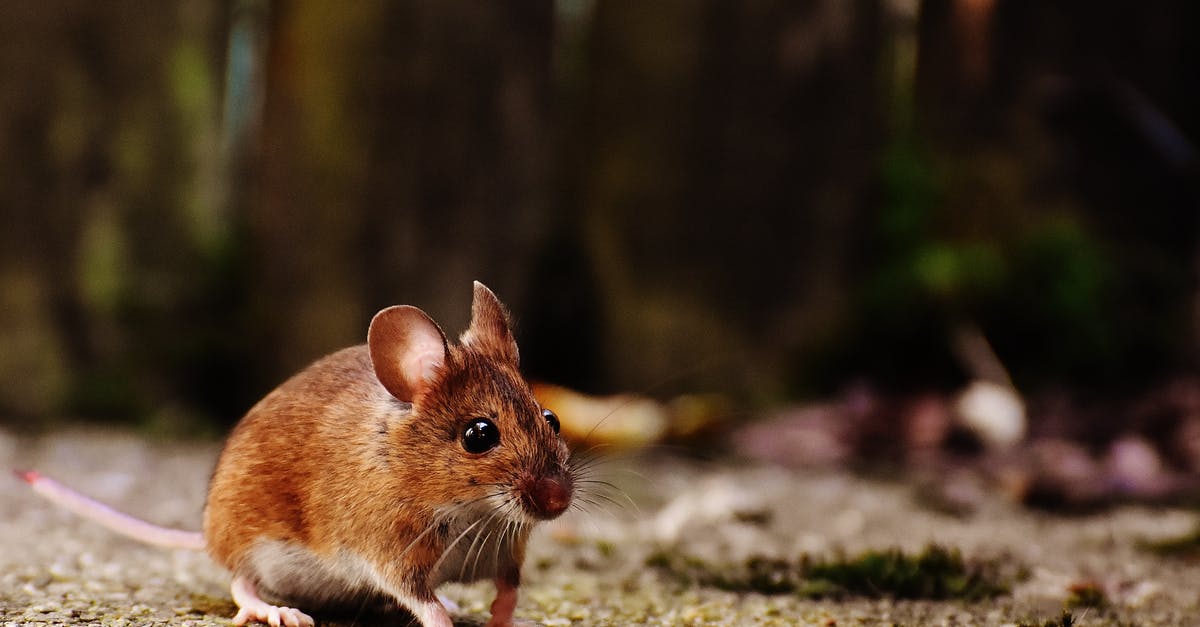 Will a crockpot brown ground meat? - Brown and White Mice Will a crockpot brown ground meat? - Brown and White Mice