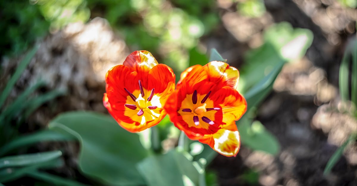 Will a crockpot brown ground meat? - Red and Yellow Flower in Tilt Shift Lens Will a crockpot brown ground meat? - Red and Yellow Flower in Tilt Shift Lens