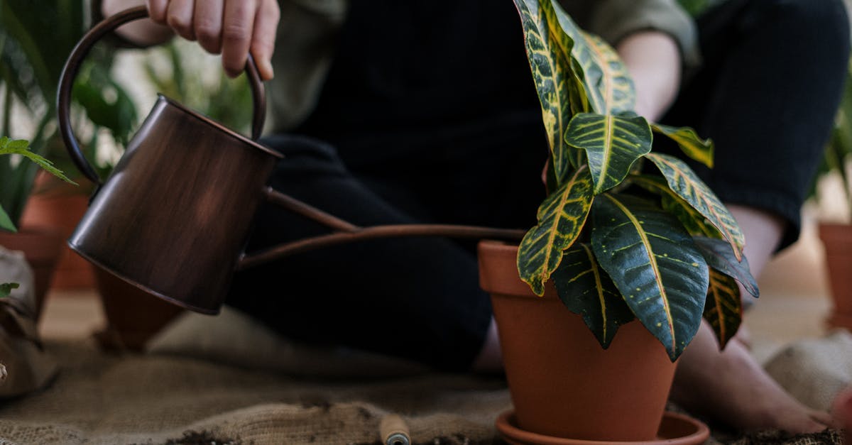 Will botulism growing in my home-canned vegetables pop the lid? - Person Watering a Potted Plant Will botulism growing in my home-canned vegetables pop the lid? - Person Watering a Potted Plant