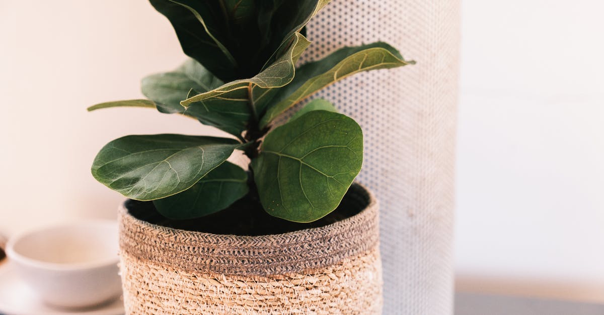 Will brownies remain fresh if sent by post? - Ficus plant with green leaves growing in flowerpot near pillar placed on table near mug in light room at home