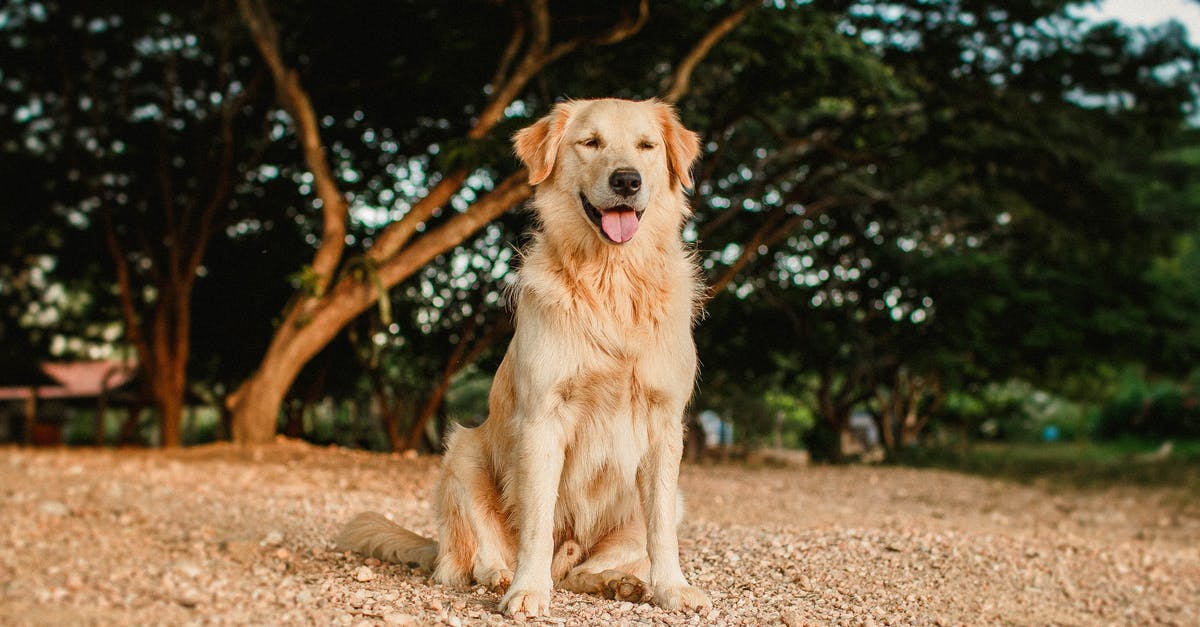 Will dry roasting a chuck come out tender? - Glad purebred dog resting in city park