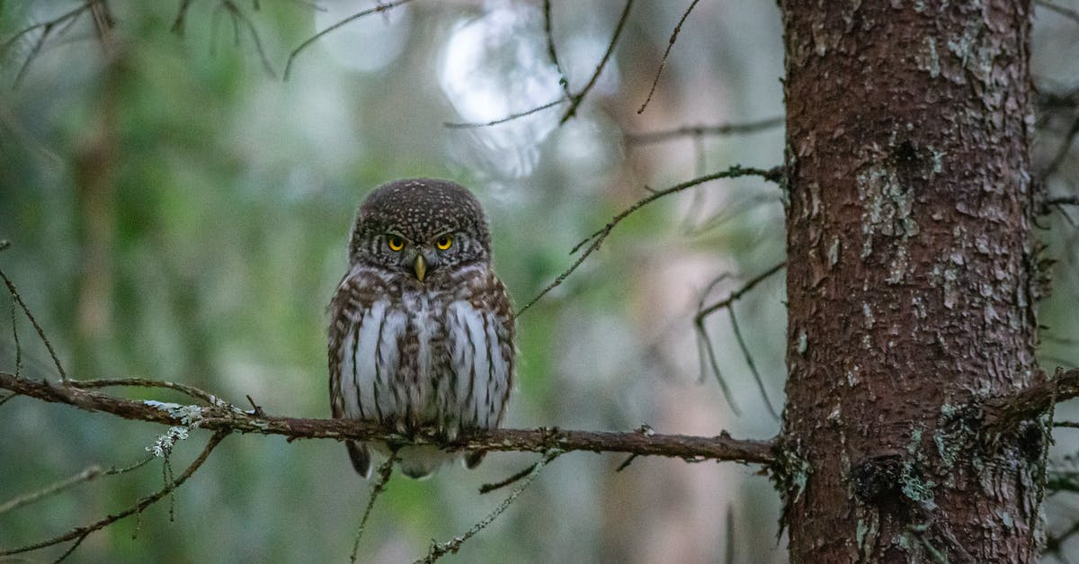 Will potatoes turn brown / gray in oil? - Brown Owl Perched on Brown Tree Branch Will potatoes turn brown / gray in oil? - Brown Owl Perched on Brown Tree Branch