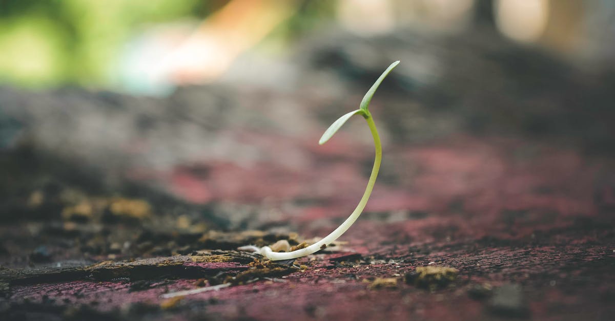 Will seeds effectively sprout after blending and leaving them in water? - Shallow Focus of Sprout