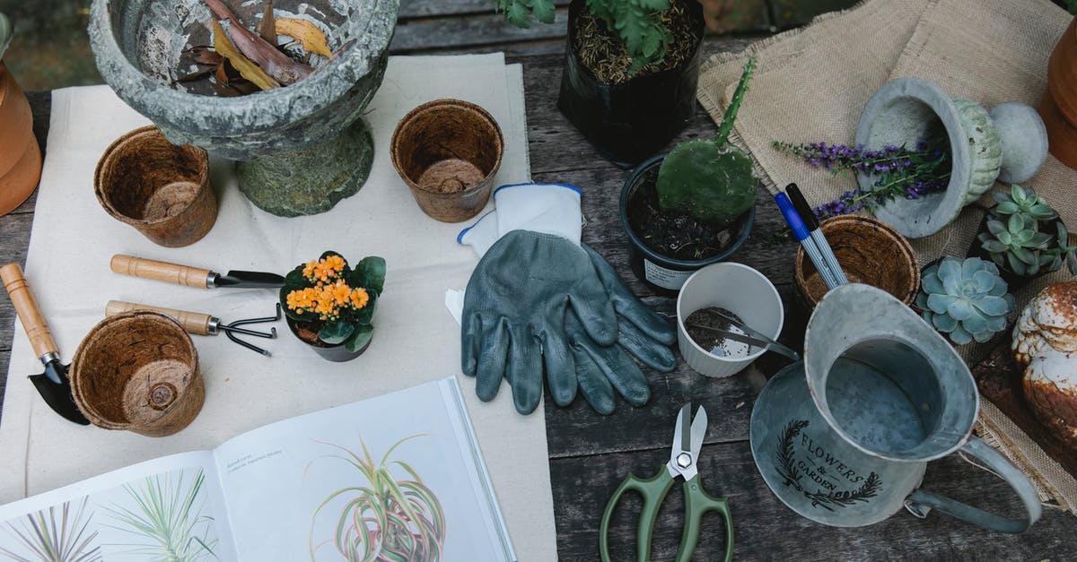 Will seeds effectively sprout after blending and leaving them in water? - From above of shovel hoe and rake for gardening placed near pots and succulents with opened book