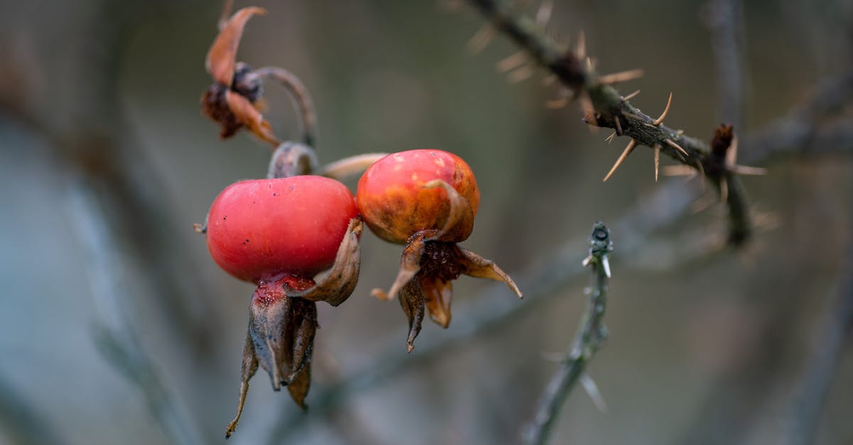 Worried about dangers of rotten food (including smell) - Close-Up Photo of Rotten Rose Hips Worried about dangers of rotten food (including smell) - Close-Up Photo of Rotten Rose Hips