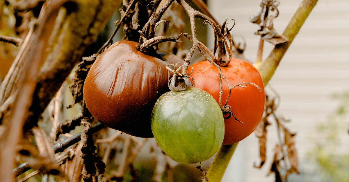 Worried about dangers of rotten food (including smell) - Bunch of Rotten Tomatoes Worried about dangers of rotten food (including smell) - Bunch of Rotten Tomatoes