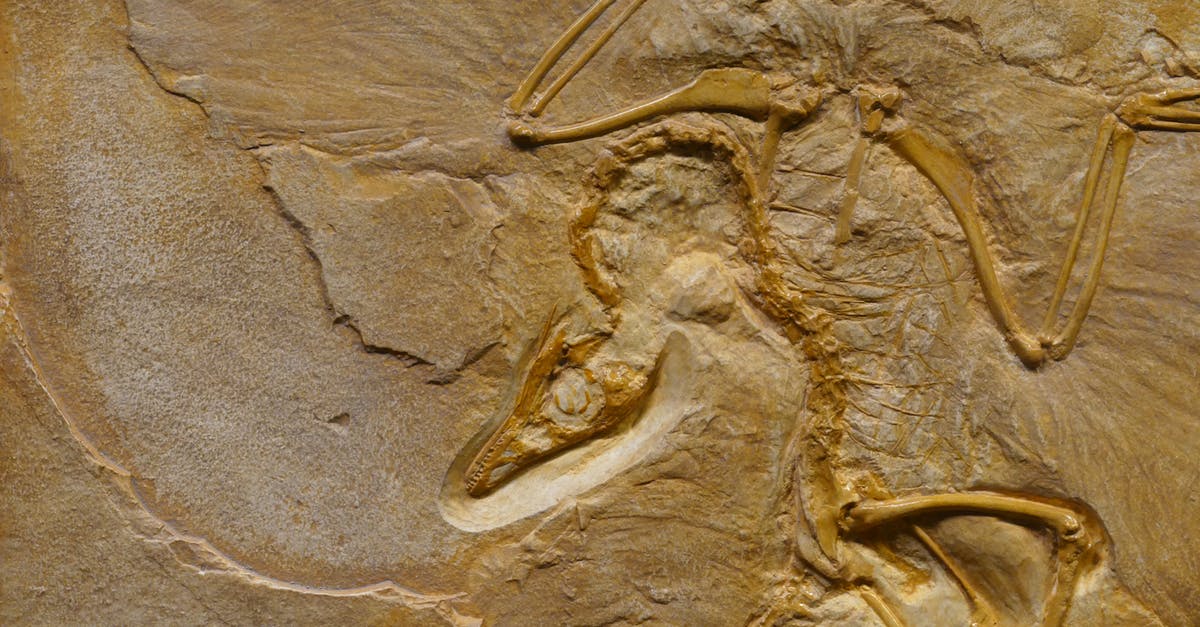 Would putting a dead animal in the freezer contaminate other food? - Dinosaur fossil on rough stone formation Would putting a dead animal in the freezer contaminate other food? - Dinosaur fossil on rough stone formation