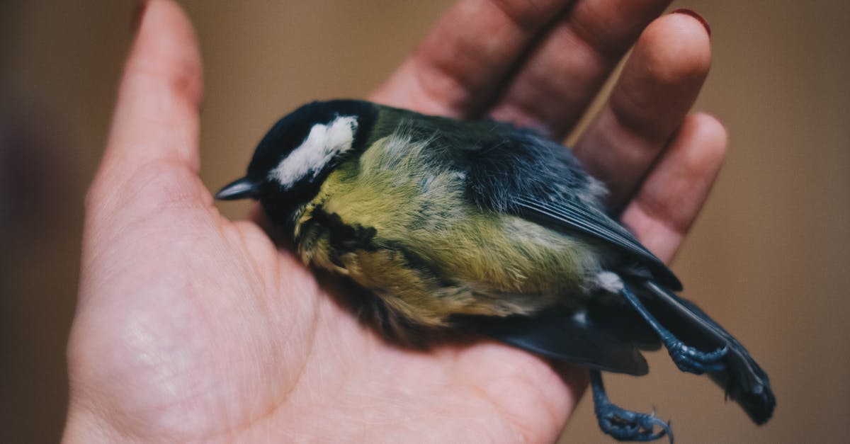 Would putting a dead animal in the freezer contaminate other food? - Person Holding Black and Green Bird Would putting a dead animal in the freezer contaminate other food? - Person Holding Black and Green Bird
