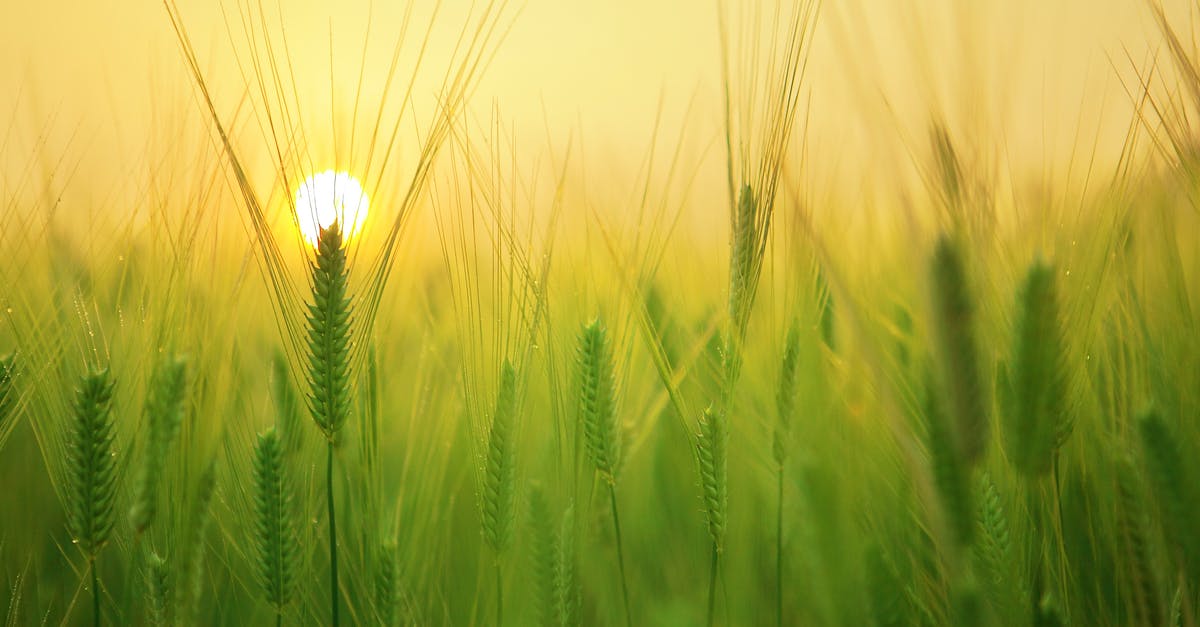 Yeasted rye starter immediately doubles! - Field of Plants Yeasted rye starter immediately doubles! - Field of Plants
