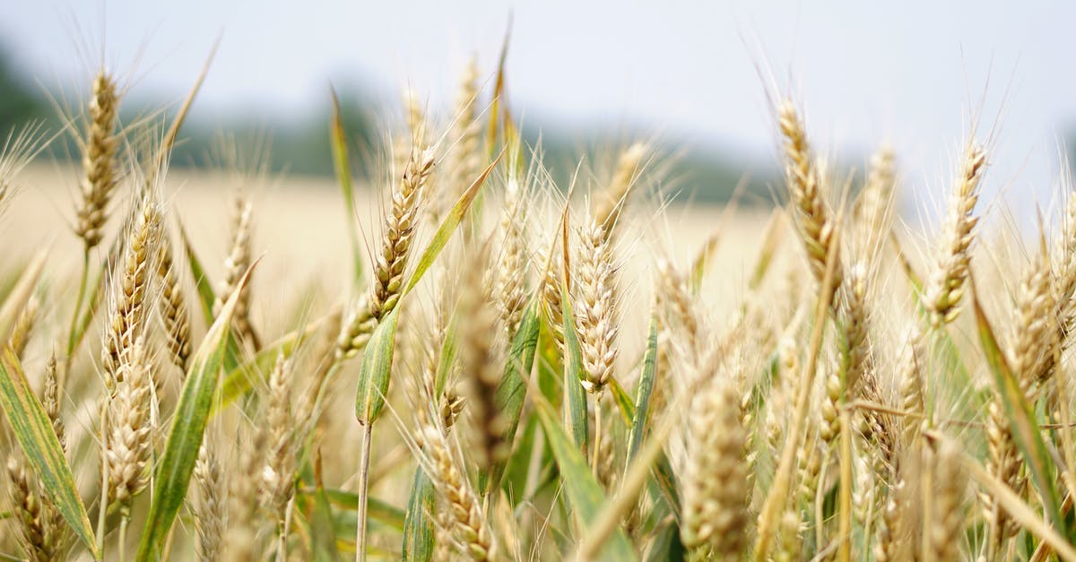 Yeasted rye starter immediately doubles! - Selective Focus Photography of Wheat Field Yeasted rye starter immediately doubles! - Selective Focus Photography of Wheat Field