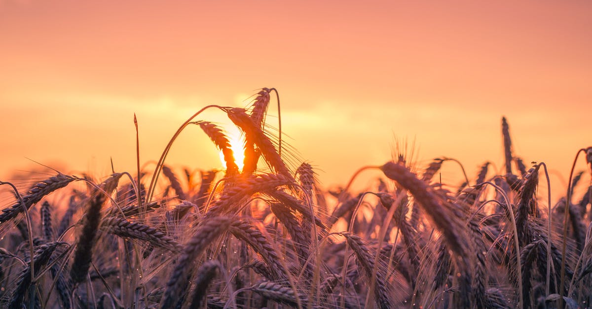 Yeasted rye starter immediately doubles! - Grass Field during Golden Hour Yeasted rye starter immediately doubles! - Grass Field during Golden Hour