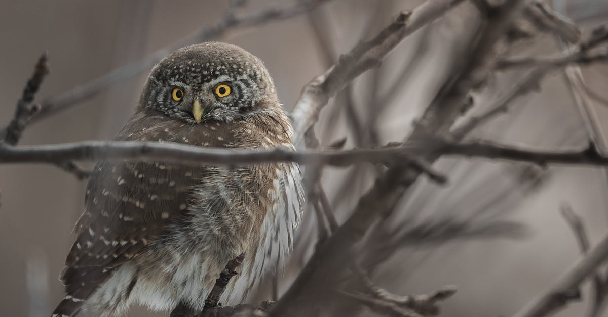 Yellow Pepper Brown Spots Watery - Speckled Owl Perched on Tree Branch