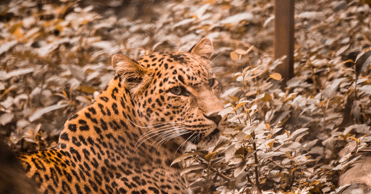 Yellowish turnip - Brown and Black Leopard on Brown Dried Leaves Yellowish turnip - Brown and Black Leopard on Brown Dried Leaves