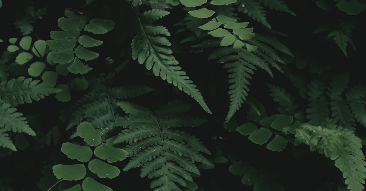 Yellowish turnip - Green Leaves in Close Up Photography Yellowish turnip - Green Leaves in Close Up Photography