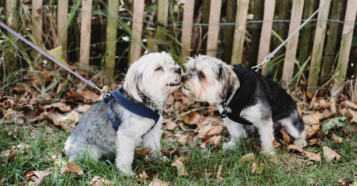 Yorkshire Pudding Batter -- Letting it "Rest" - Adorable dogs spending time outside Yorkshire Pudding Batter -- Letting it "Rest" - Adorable dogs spending time outside