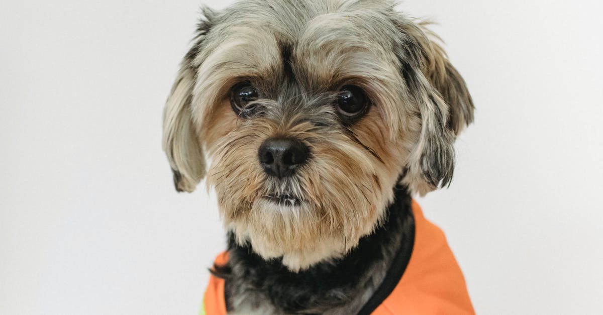 Yorkshire Pudding Batter -- Letting it "Rest" - Little purebred dog in builder vest looking at camera while pastime light room on white background Yorkshire Pudding Batter -- Letting it "Rest" - Little purebred dog in builder vest looking at camera while pastime light room on white background